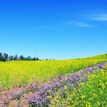 北京雪都油菜花海