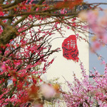 梅花湾