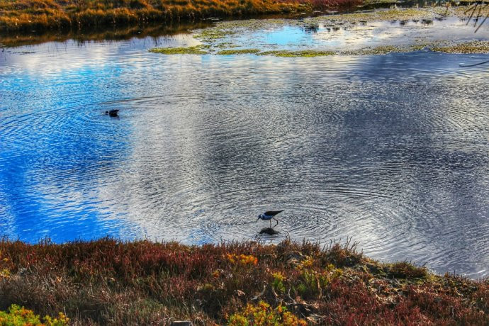 你见过象红珊瑚一般美丽的盐沼地吗