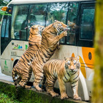 碧峰峡野生动物世界