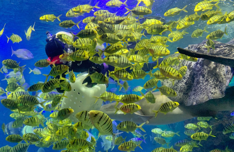 【石狮海洋世界验客】初夏,最美的遇见