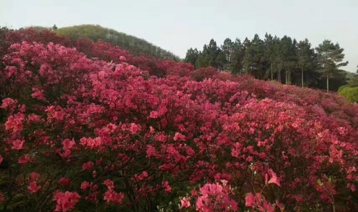 安吉花舞江南景区