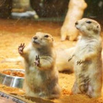 兔小狐动物主题公园
