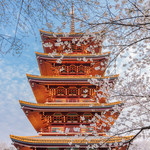 东湖樱花园（武汉磨山樱花园）