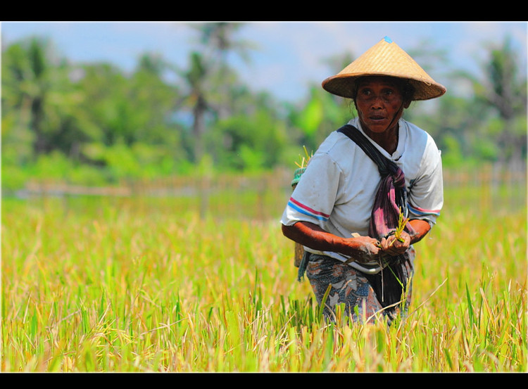 【疯狂游记2】爪哇岛故事