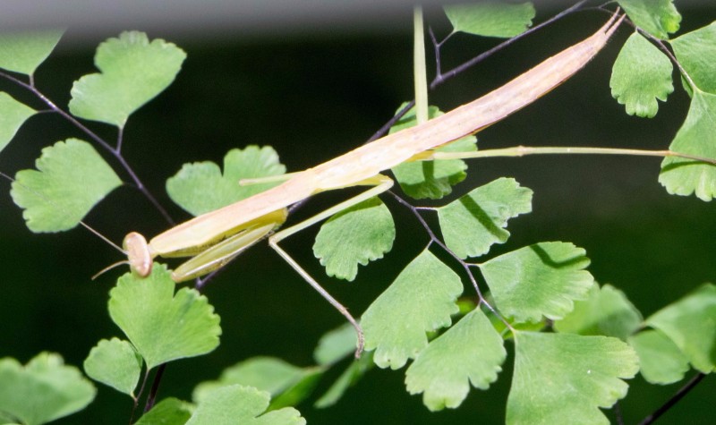 有一击致命的绝招,只能通过"易容术"来躲避天敌 -竹节虫-可以改变体色
