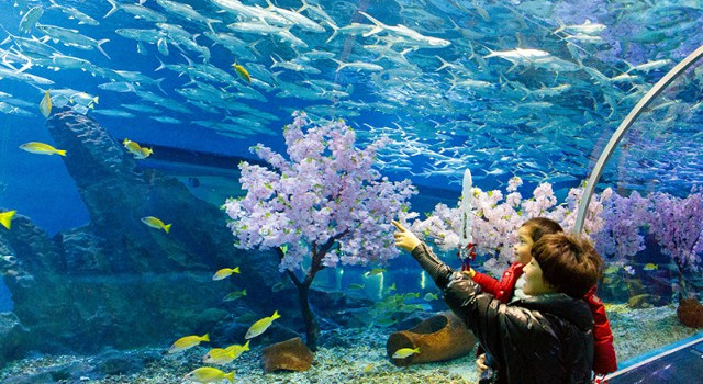 海洋公园武汉极地海洋公园 rBANB1yYQt-ADCtzAAHFDyoA98c360_740x350_00.jpg