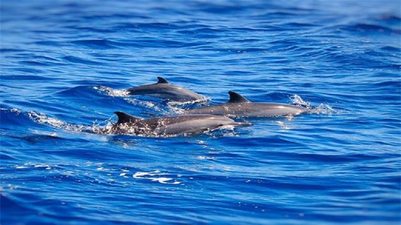 杜马盖地拜斯海豚湾 体验海上水屋 海鲜bbq一日游【中文导游 追逐海豚