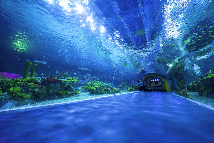 【上海海昌验客】海豚之恋,人鱼之媚,与女儿赴一场海洋约会