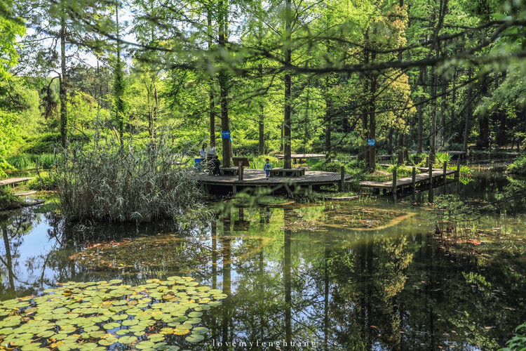 武汉植物园湿地植物区