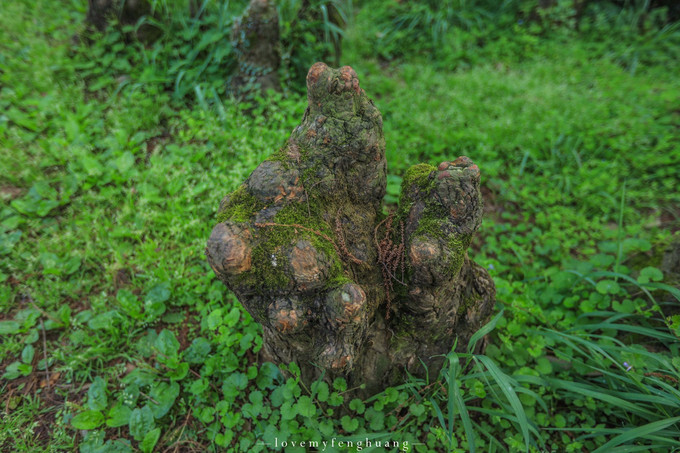 常见的普通根部都是朝下生长,这些呼吸根从池杉地下的根部长出来,穿过