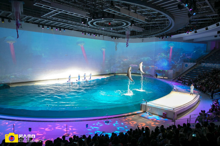 超大型屏幕和环形水幕,屏幕上播放关于海豚记录片,可与表演融为一体