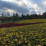 音乐百花谷
