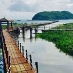 海陵岛红树林国家湿地公园