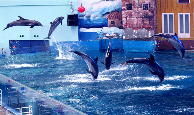 西北较大规模的海洋主题公园景点地址:陕西省西安市雁塔区曲江二路1号