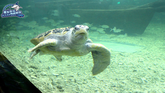 潍坊欢乐海底世界