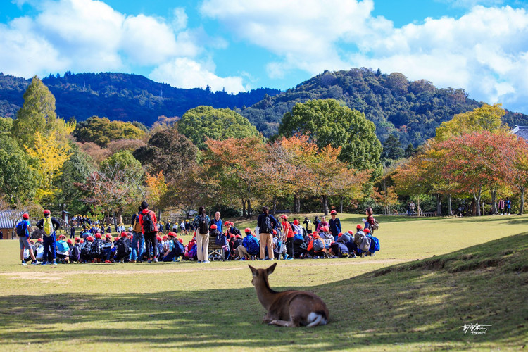 繁殖1300多年来,它们才是奈良公园真正主人