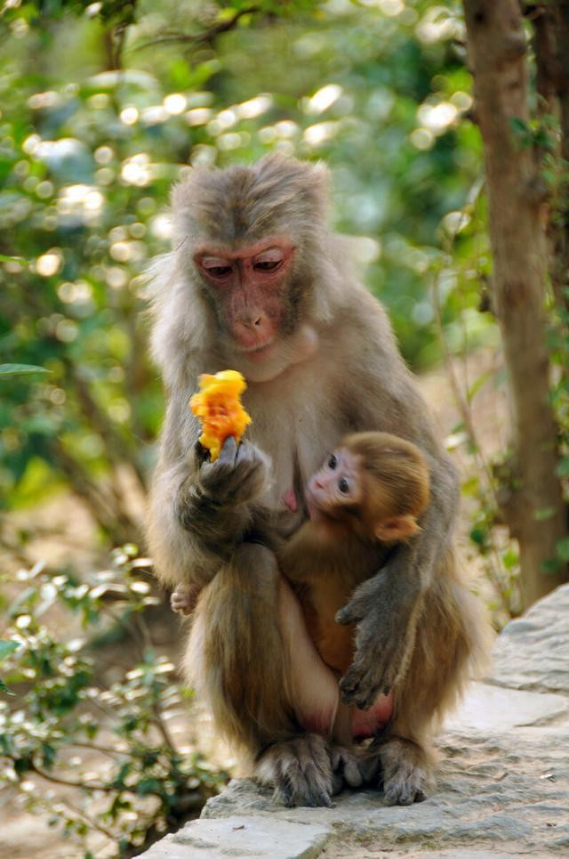 难忘那只倒立的猴坚强——我的千岛湖猴岛之旅
