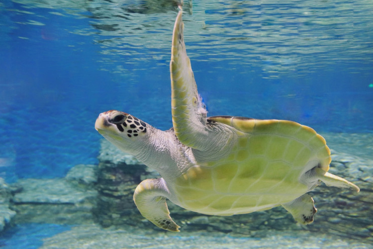 【石狮海洋世界验客】初夏,最美的遇见