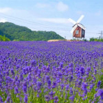 大连紫云花汐薰衣草庄园