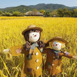 伐木累幸福农场