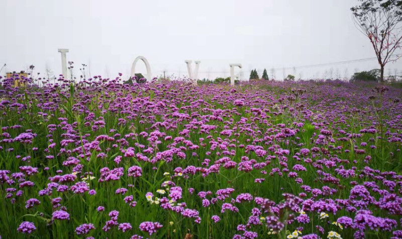 陶辛恋花湾