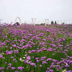 陶辛恋花湾