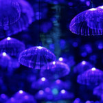 湖州梦幻星空艺术馆