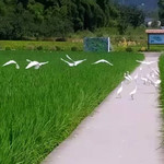 重庆隆平五彩田园