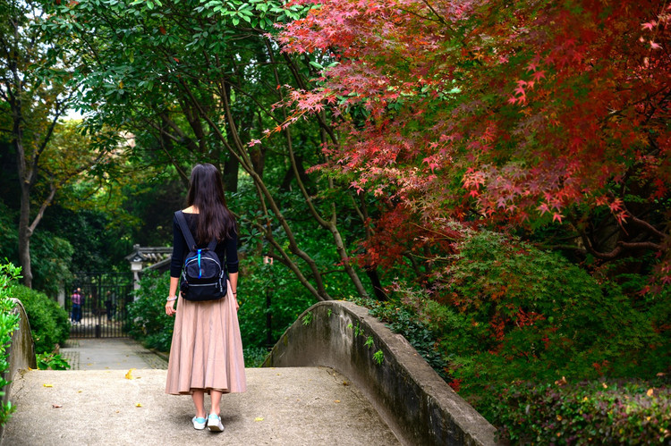树火红的枫叶,人从树前经过皆会驻足停留,欣赏这秋天的信使,一个背影