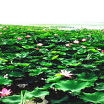 云水湾湿地公园