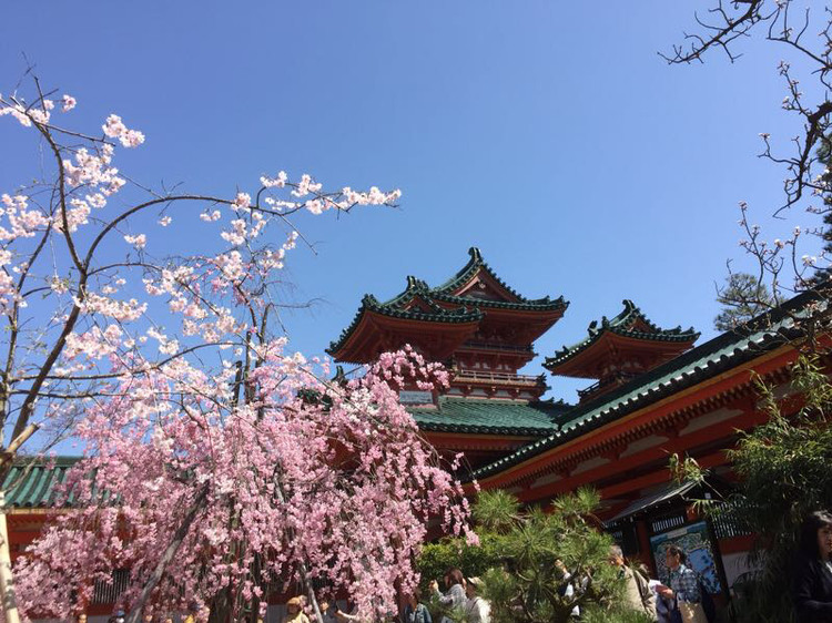 日本 樱花季 平安神宫的建筑和樱花相互映衬,赏心悦目. 平安神宫
