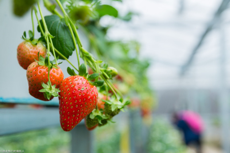 踏青摘草莓 与你共享济南张而的美好时光