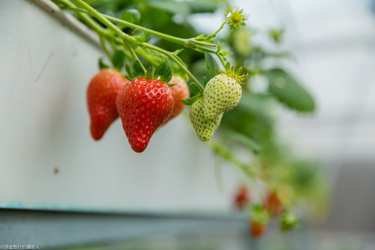 踏青摘草莓 与你共享济南张而的美好时光