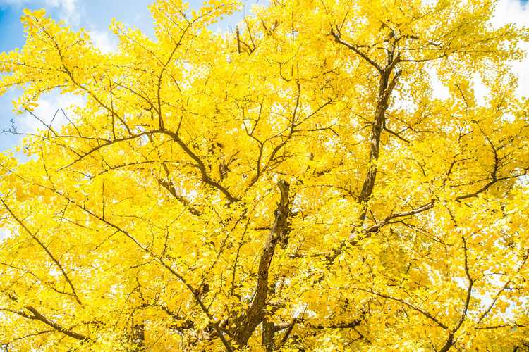 【白云山验客】叶落知秋,知白云山最美之秋