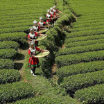 辰龙关茶旅融合产业园