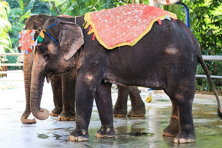 柔情傣乡,西双版纳,除了雨林还有啤酒 - 西双版纳傣族自治州游记攻略
