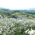 苍溪梨博园