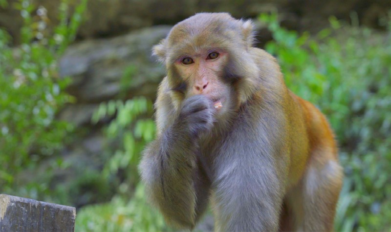 神农架猕猴乐园