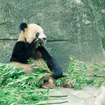 重庆动物园