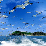 海驴岛