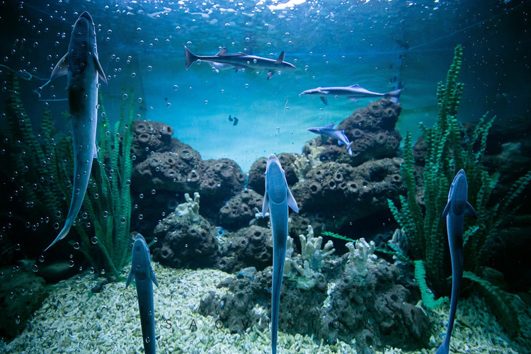 【蓬莱验客】蓬莱乐逍遥,那悠闲的神仙日子有一条长100多米的海底隧道