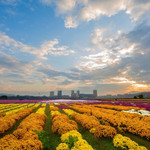 临湘市菊花博览园
