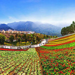 玛琪雅朵花海