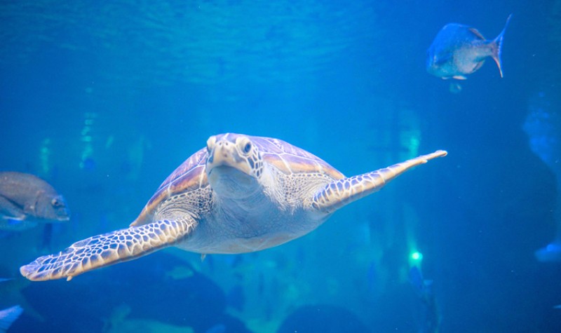 石狮黄金海岸海洋世界