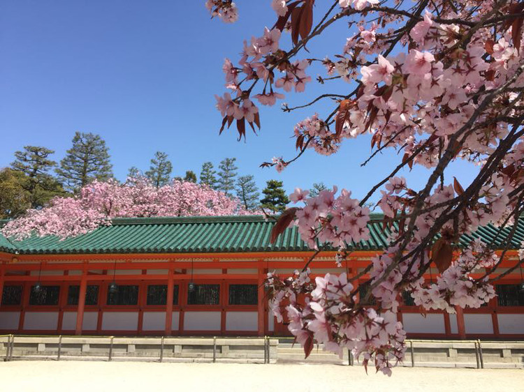 日本 樱花季 平安神宫的建筑和樱花相互映衬,赏心悦目. 平安神宫
