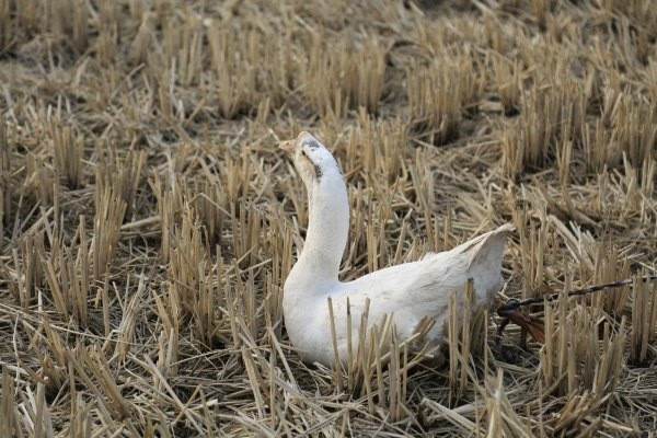 【体验一日农家生活,钓鱼赶鹅腌咸菜样样不能少】
