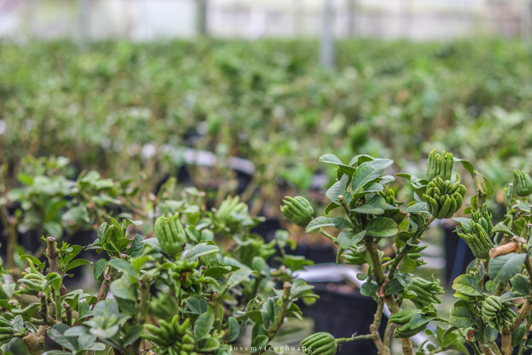 浙江的这个地方,每家都有一盆金佛手