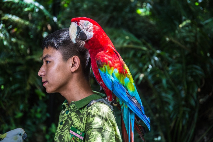 区别——即给予我的感观是热带雨林隐藏着了精灵,原始森林充满了猛兽
