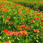 潼南潼画花海格桑花景区